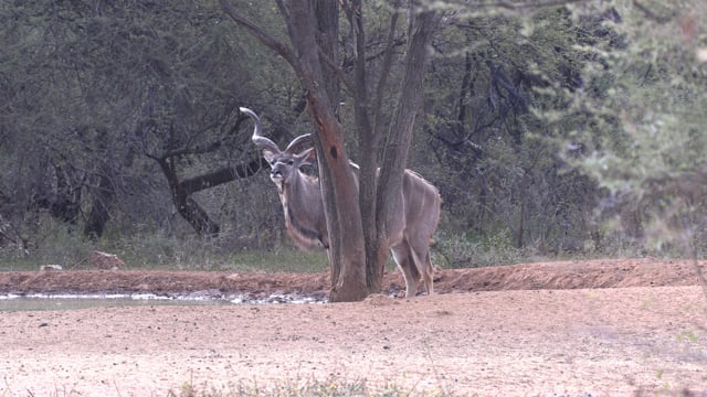 Symons African Safaris - Season 1 - Episode 7 - Big Buffalo Down