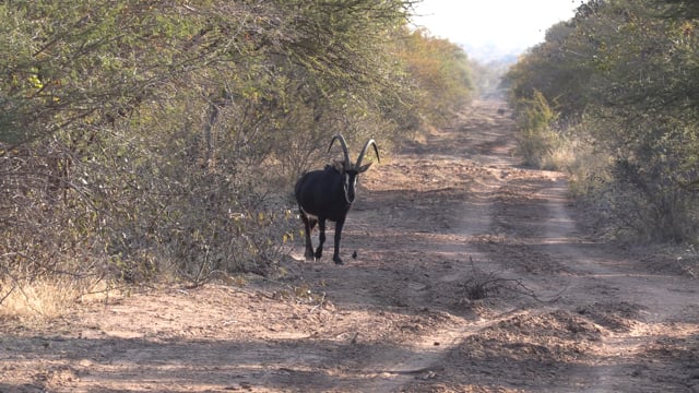 Symons African Safaris - Season 1 - Episode 6 - Sable Safari