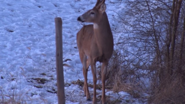 Through the Eyes of the Hunter - Episode 36 - Jason Miller late season muzzleloader