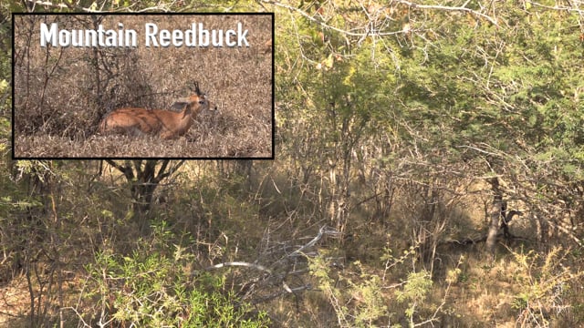 Symons African Safaris - Season 1 - Episode 4 - Hunting the Rock Jumper
