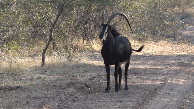 Symons African Safaris - Season 1 - Episode 3 - Royal Sable.mp4