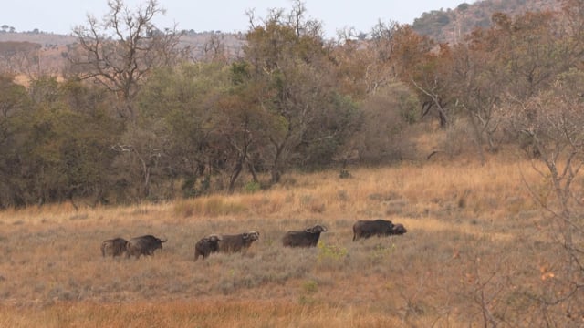 Symons African Safaris - Season 1 - Episode 2 - Steve's Trophy Buffalo.mp4