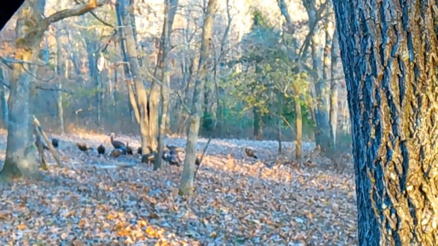 Wildlife Overdose - Season 1 - Episode 3 - Landon Buck Hunt.mp4