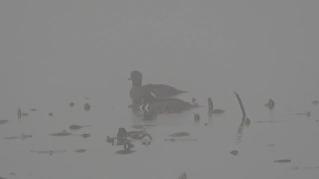 Total Outdoor Pursuit Webisode - Season 6 - Episode  13 - MOAD Motion Decoys 1st Test