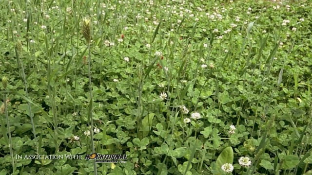Lethal Mission - Season 8 - Episode 7 - Spring Food Plots