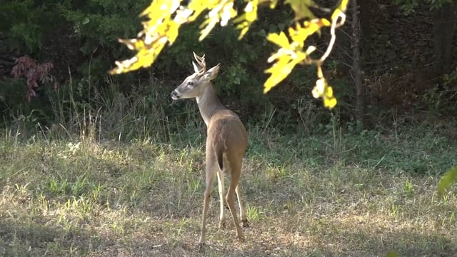 The Virtue - Season 9 - Episode 6 - All About Knox County Whitetails