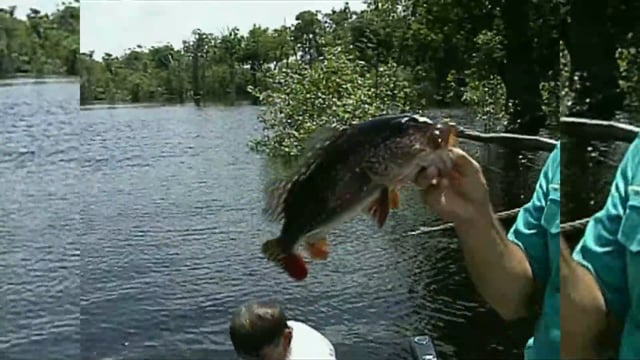 Jimmy Houston Outdoors - Season 22 - Episode 34 - Peacock Bass and Pirahana