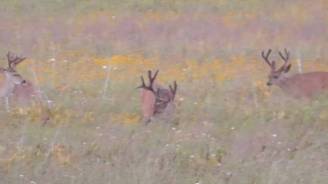 Blacktail Drop Zone Outdoors - Episode 2 - Scouting and first season archery tips Part 1