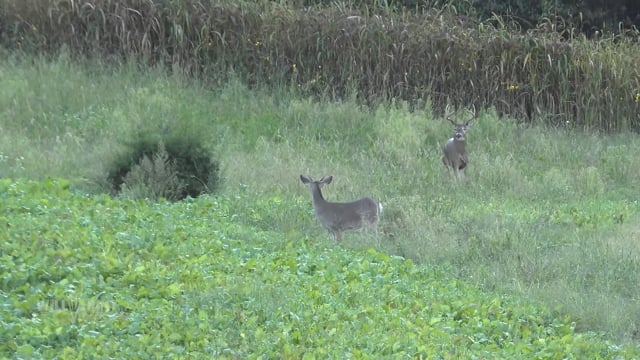 The Will Hunt Life - Season 2 - Episode 2 - 200 inches of whitetail bone chasing Brutus