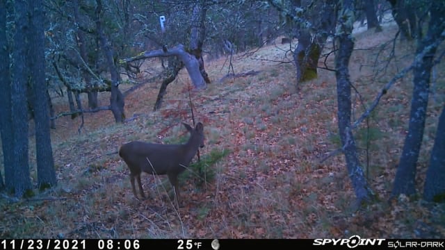 Blacktail Drop Zone Outdoors - Episode 1 - Scouting and second season tips Part 1