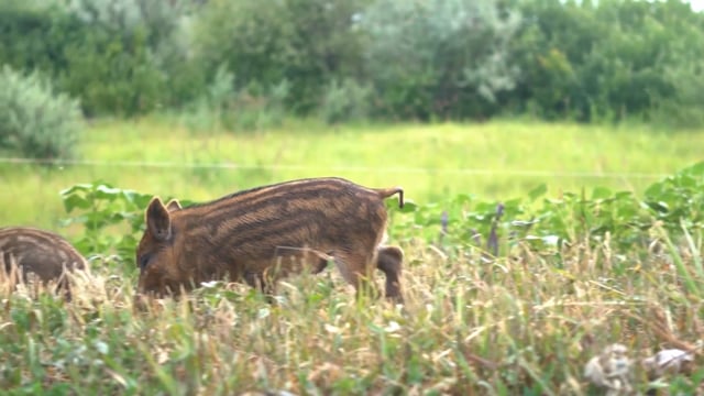 Innerlocs Outthere - Season 13 - Episode 8 - Makin Bacon.mp4