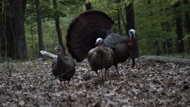 Growing Up Outthere - Season 4 - Episode 7 - Beau Knows Turkey