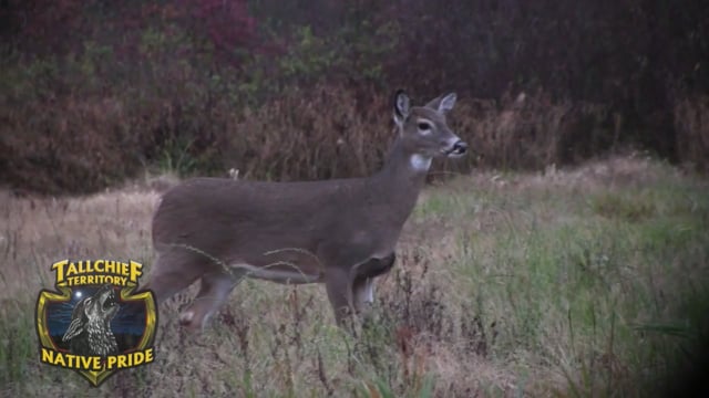 Experience New York Outdoors - Season 2 - Episode 10 - Whitetails on the “wild side”.mp4