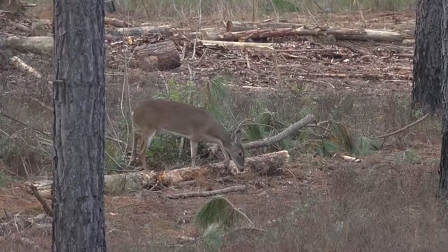 Backwoods Life - Season 17 - Episode 10 - Buck Daze Shake Up.mp4