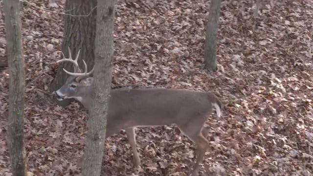 Backwoods Life - Season 17 - Episode 8 - Illinois Buck Chasing.mp4
