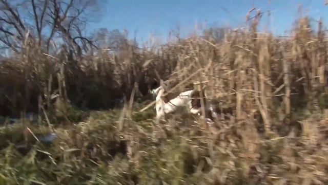Scott Linden's Upland Nation - Season 1 - Episode 26 - Coachella for bird dogs!