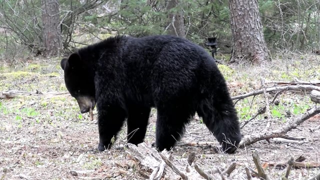 Real Deal - Season 7 - Episode 4 - 15 Bears 3 Days and 2 Beards