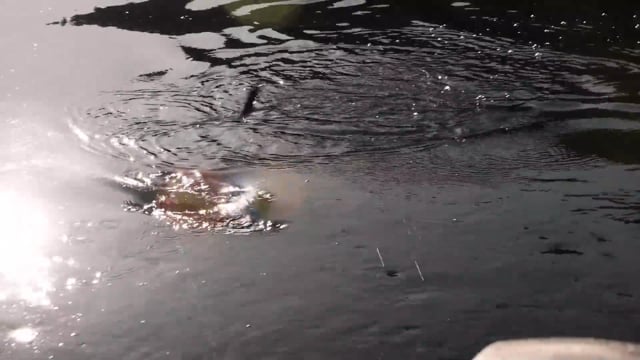 Frontier Unlimited - Season 11 - Episode 3 - Trout Smacked