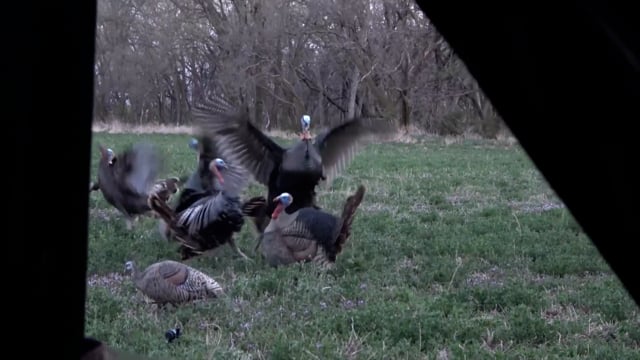Total Outdoor Pursuit Webisode - Season 5 - Episode 9 - Kansas Crossbow Turkeys Part 2