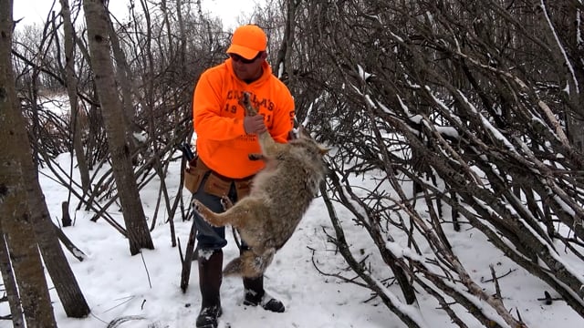 Real Deal - Season 7 - Episode 10 - Coyote Delight