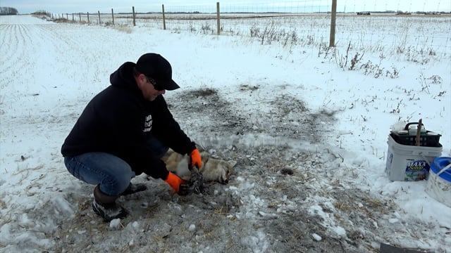 Real Deal - Season 7 - Episode 9 - Dam Beaver Trapping Supplies