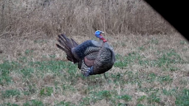 Total Outdoor Pursuit Webisode - Season 5 - Episode 8 - Kansas Crossbow Turkeys Part 1