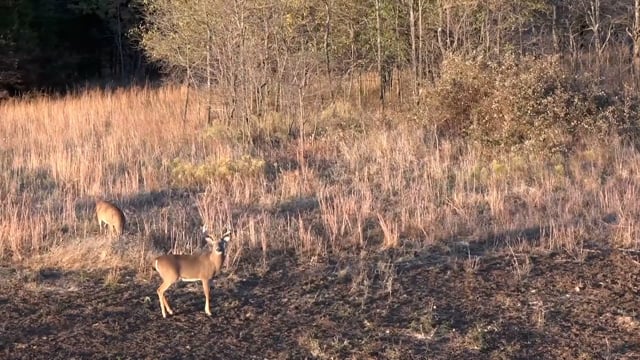 Mass Pursuit TV - Season 5 - Episode 8 - Timber! Big Buck Down
