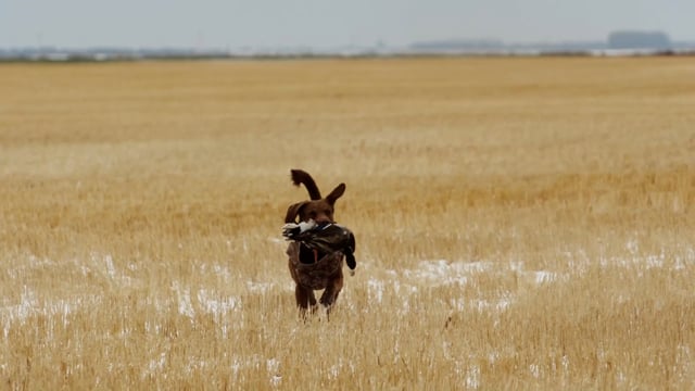 Bearded Buck - Season 5 - Episode 8 - North Dakota Eh