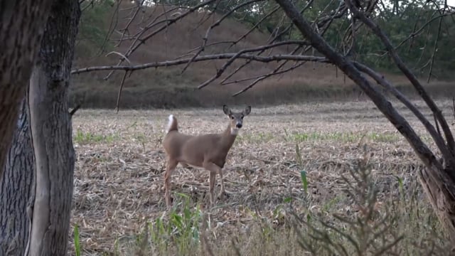 Total Outdoor Pursuit Webisode - Season 6 - Episode 6 - Nebraska Deer with a Ravin (Part 2)