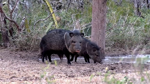 The Bear Whisperer - Season 11 - Episode 12 - Go South Young Man