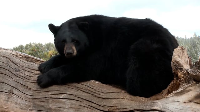 The Bear Whisperer - Season 11 - Episode 8 - North Carolina