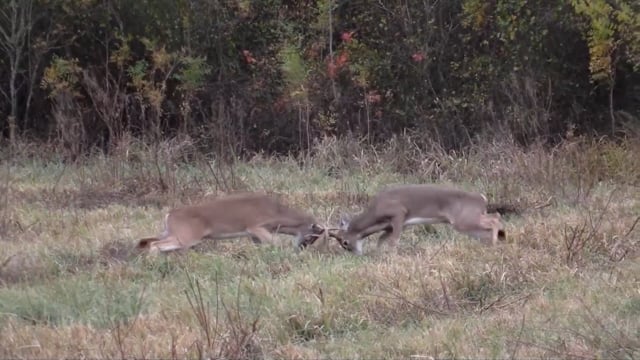 Real South Hunting - Season 6 - Episode 1 - Mississippi Gator and Arkansas Buck Revised