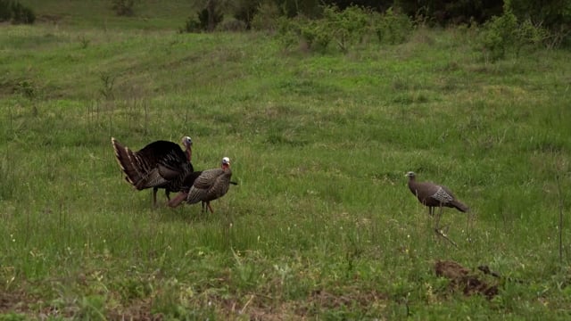 Bearded Buck - Season 5 - Episode 4 - Some -OK- Turkey Hunters