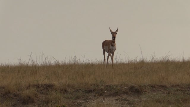 The Bearded Redneck - Season 1 - Episode 2 - Public Land Pronghorns