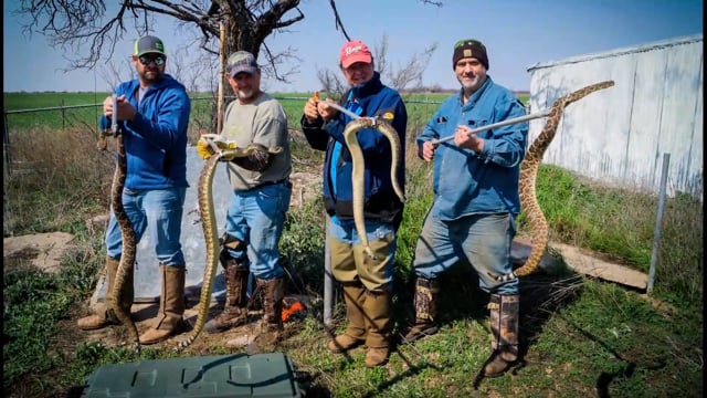 Jimmy Houston Outdoors - Season 21 - Episode 48 - Turkeys and Rattle Snake