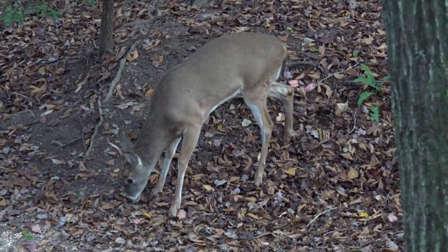 Aaron Outdoors - Season 6 - Episode 11 - Ruttin' Wild