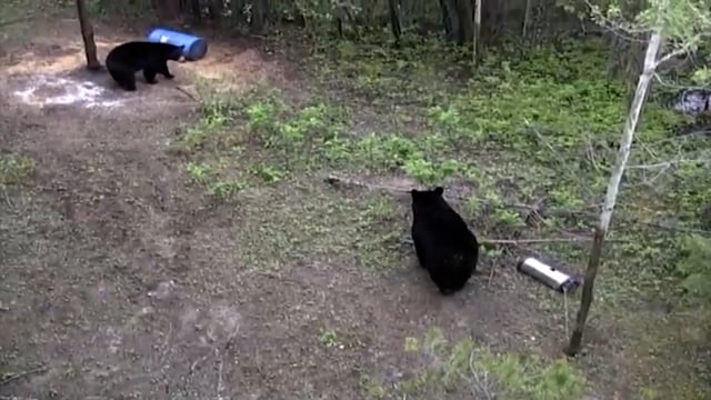 The Bear Whisperer - Season 11 - Episode 3 - Climb