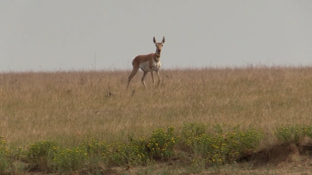 The Bearded Redneck - Season 1 - Episode 2 - South Dakota Public Antelope