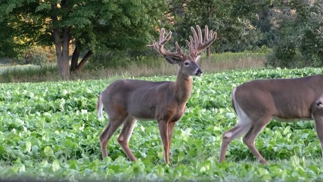 Blood Bought Outdoors - Season 1 - Episode 3 - Oscar at Masterpiece Whitetails