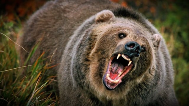 The Bear Whisperer - Season 5 - Episode 1 - 25min