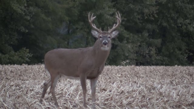 Grace Camo & Lace - Season 5 - Episode 12 - Whitetail Wisdom