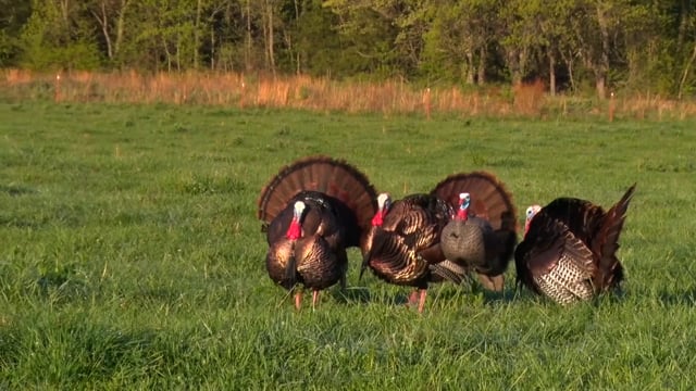 Through the Eyes of the Hunter - Episode 18 - jimmy ks triple no turkey
