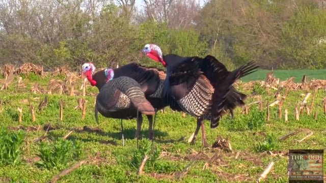 Through the Eyes of the Hunter - Episode 15 - Turkey Gun hunt