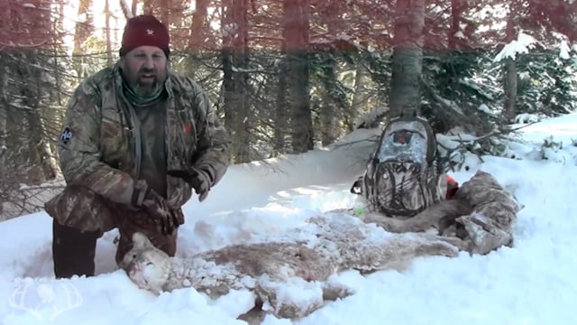 Own the Season TV - Season 1 - Episode 14 - High country Mountain Lion