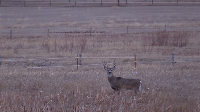 Victory Outdoors - Season 7 - Episode 8 - Whitetail Xcursion