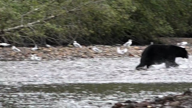 Spiritual Outdoor Adventures - Season 20 - Episode 6 - RIVER BEARS OF ALASKA (PART 1)