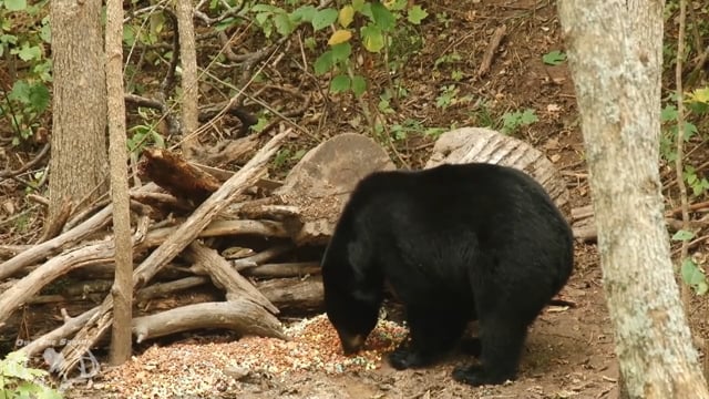 Own the Season TV - Season 1 - Episode 11 - Wisconsin Bears and Kansas Bucks