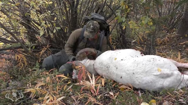 Own the Season TV - Season 1 - Episode 10 - Yukon Dall Sheep