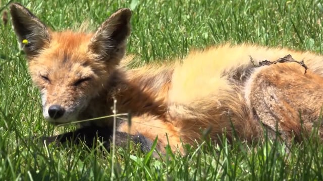 Fur Kicker - Season - Episode 3 - Coyote Trapping