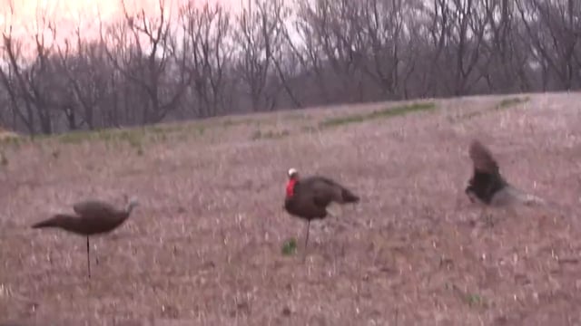 Victory Outdoors Season 6 - Episode 9 - LONGBEARD MADNESS